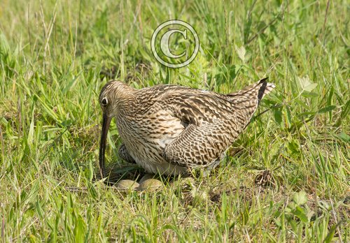  Common Curlew at a Nest DM2056